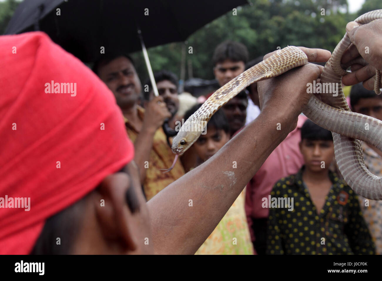 Man playing with snake, nadia, west bengal, india, asia Stock Photo