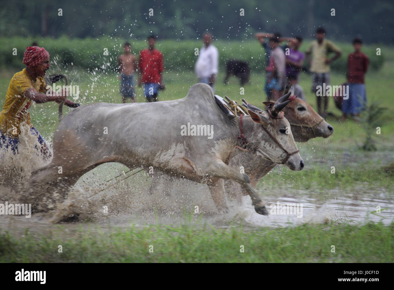 Bull race, west bengal, india, asia Stock Photo