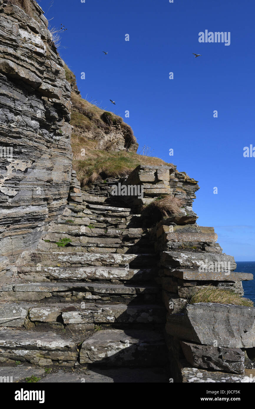 whaligoe steps;steep;near wick;fish wives;fishing;caithness;scotland;cliffs;seabirds;fulmar Stock Photo