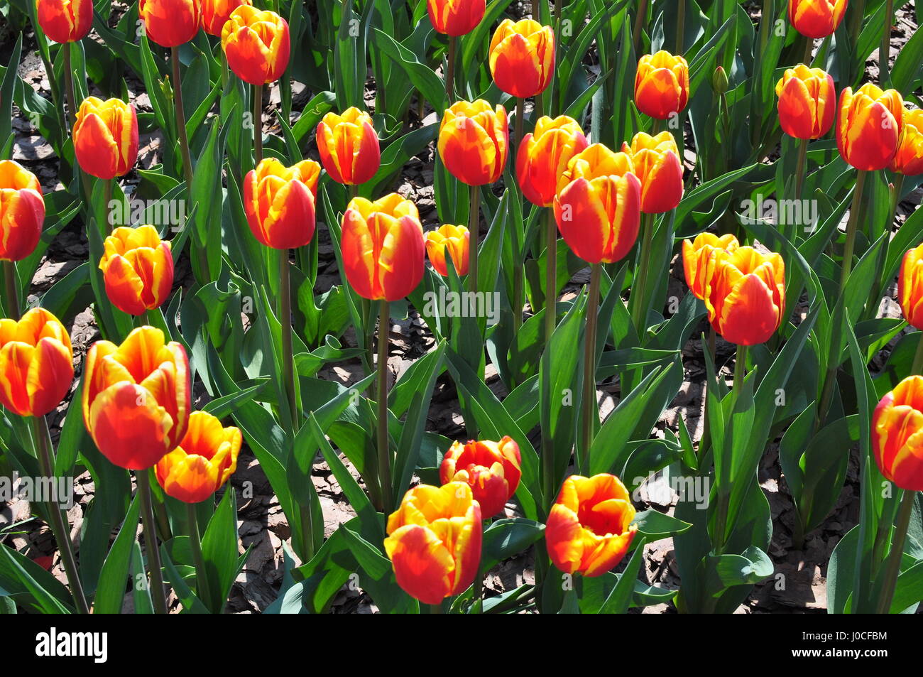 Flowers, Red Yellow Tulips and Green Leaves on a Flower Bed Stock Photo ...