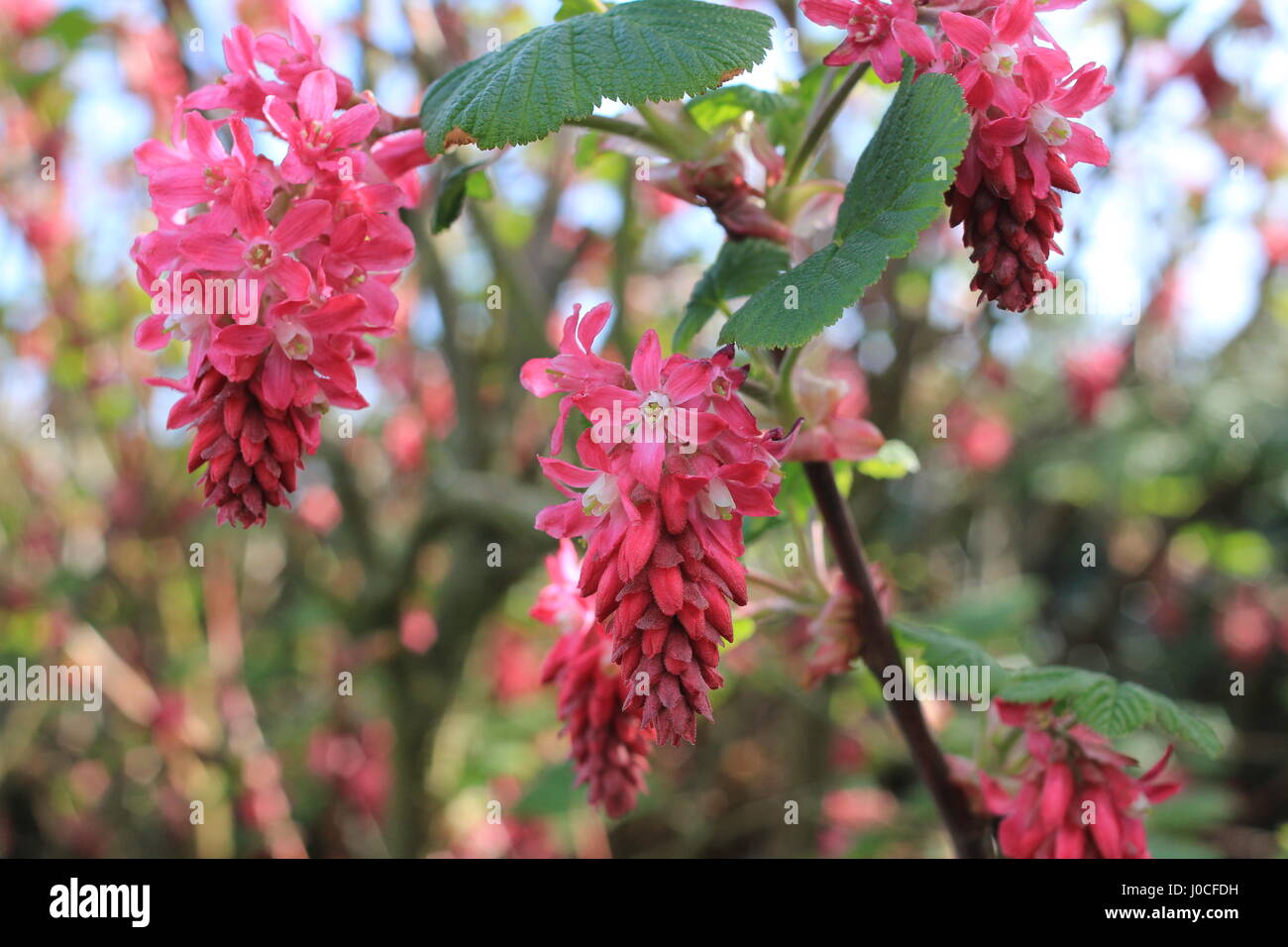 raspberry shaped flowerdecorative Stock Photo - Alamy