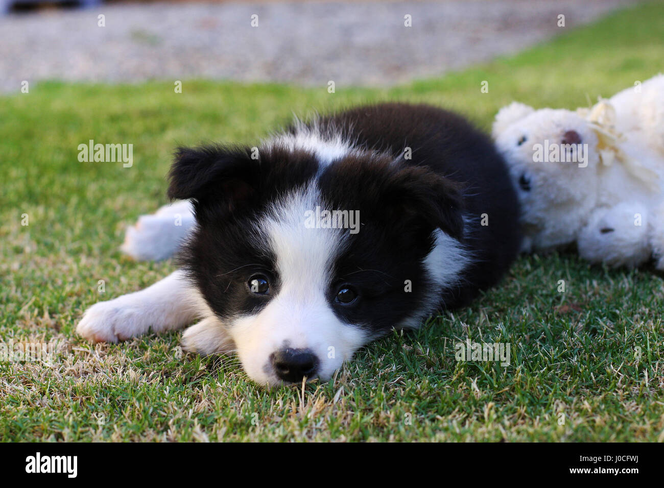 collie teddy