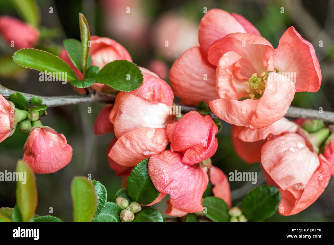 Flowering quince Chaenomeles superba 'Interpitral' in a garden Stock Photo