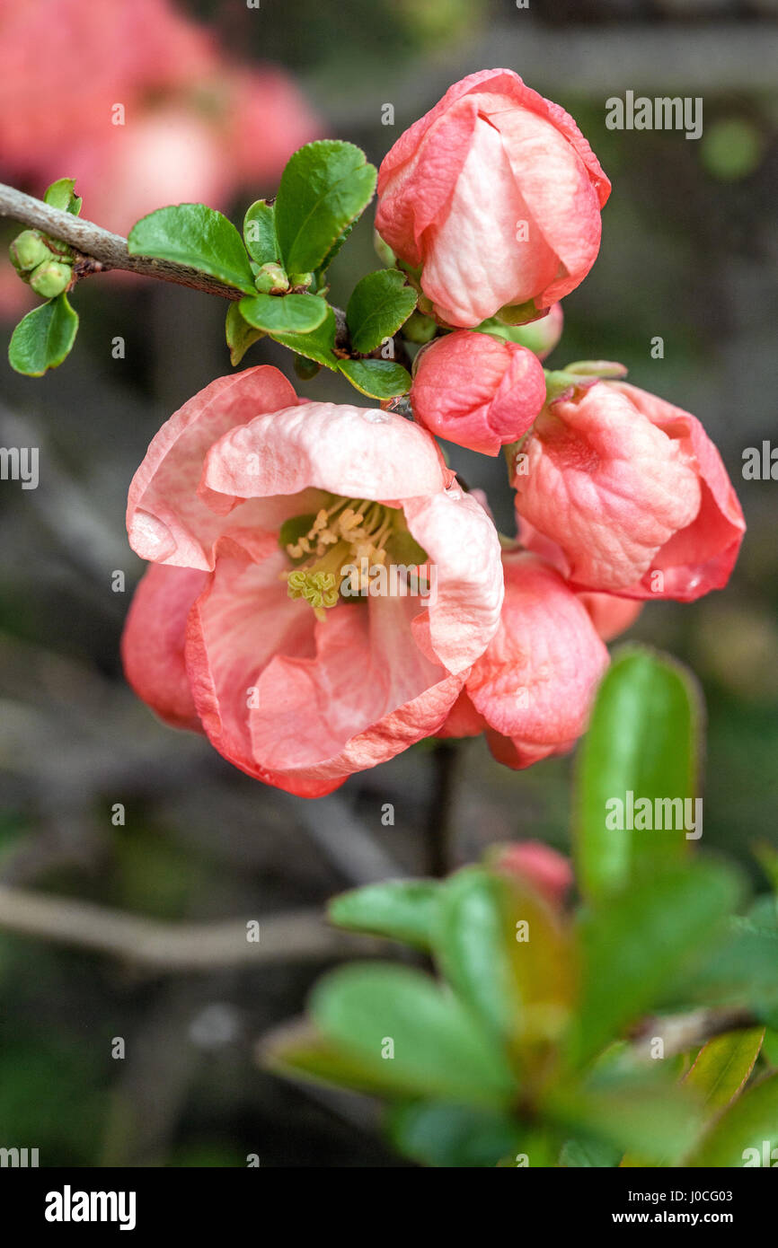 Pink quince Chaenomeles superba 'Interpitral' in a garden Stock Photo
