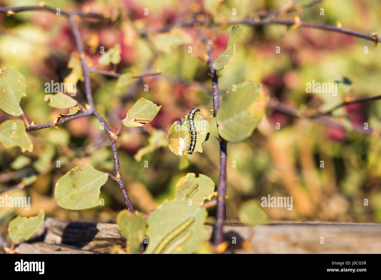 The big green caterpillar on a leaf Stock Photo - Alamy