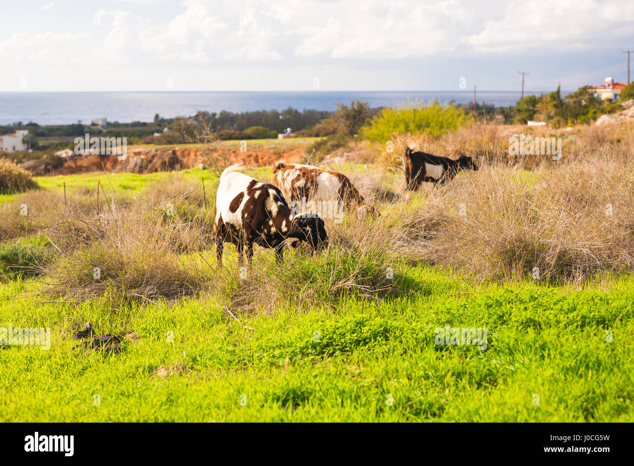 sheeps in nature green meadow Stock Photo - Alamy