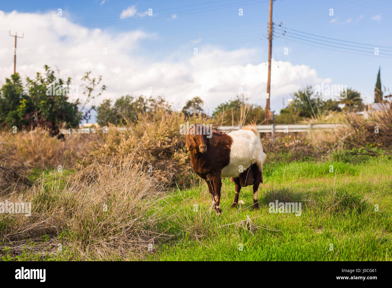 sheeps in nature green meadow Stock Photo - Alamy