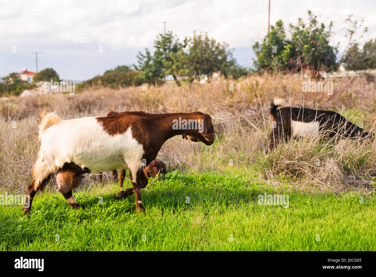 sheeps in nature green meadow Stock Photo - Alamy