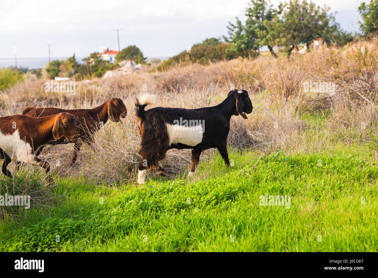 sheeps in nature green meadow Stock Photo - Alamy