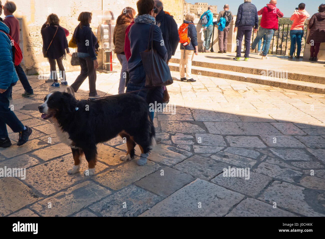 A dog among people in a italian city famous. Stock Photo