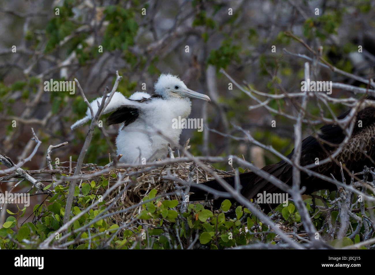 A Magnificent Frigatebird (Fregata magnificens) baby in a nest on North Seymour Island on the Galapagos Islands. Stock Photo