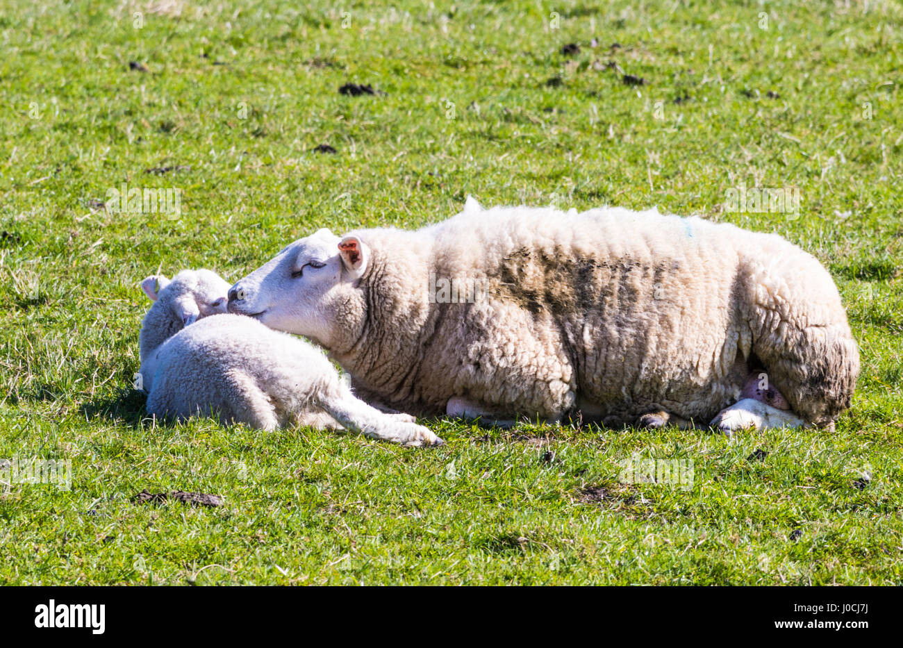Spring is Here, Sheep with their Lambs Stock Photo - Alamy
