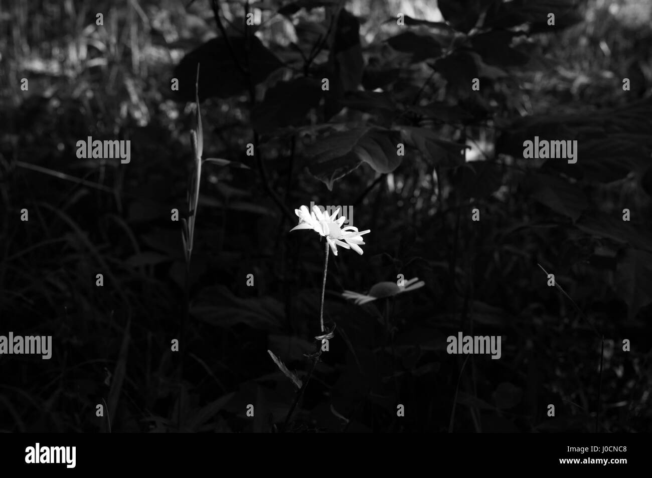 daisy flower isolated in black and white Stock Photo - Alamy