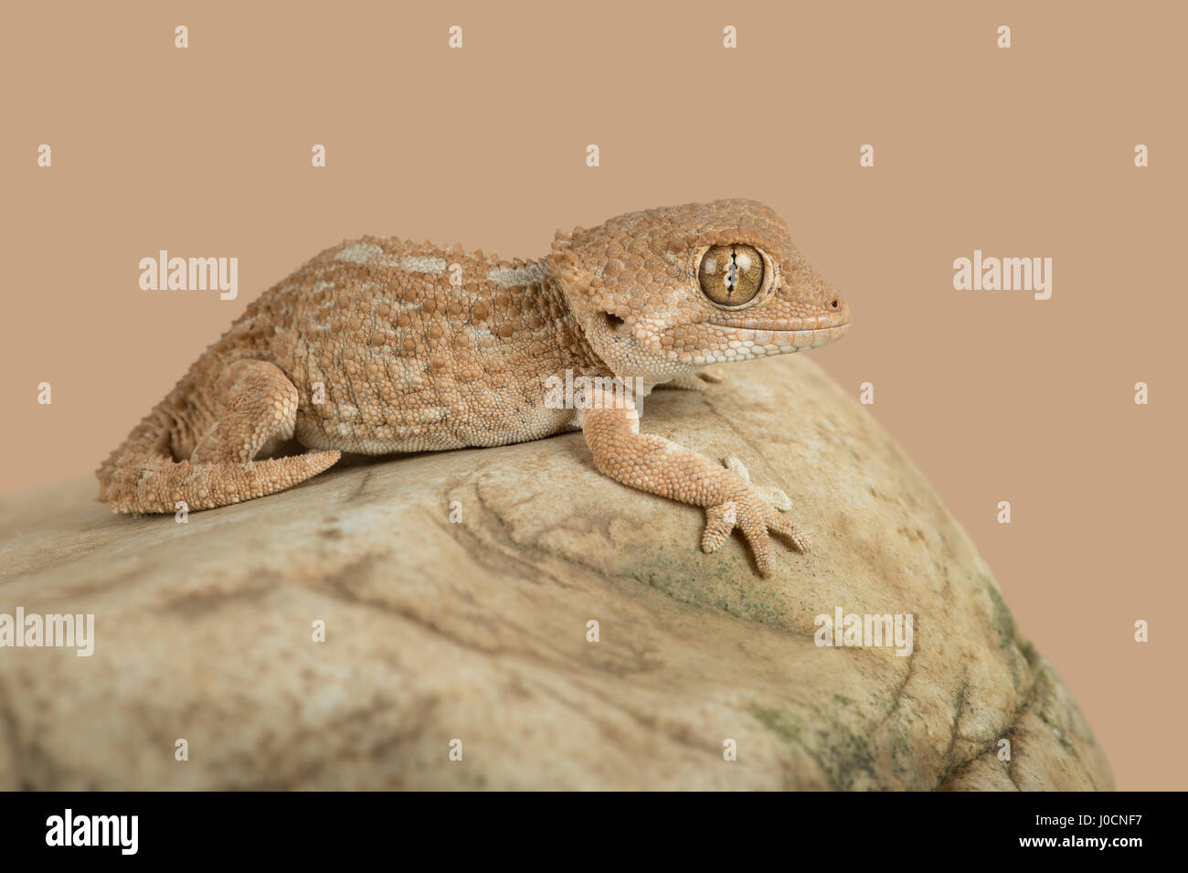 Helmeted Gecko (Tarentola chazaliae) Stock Photo