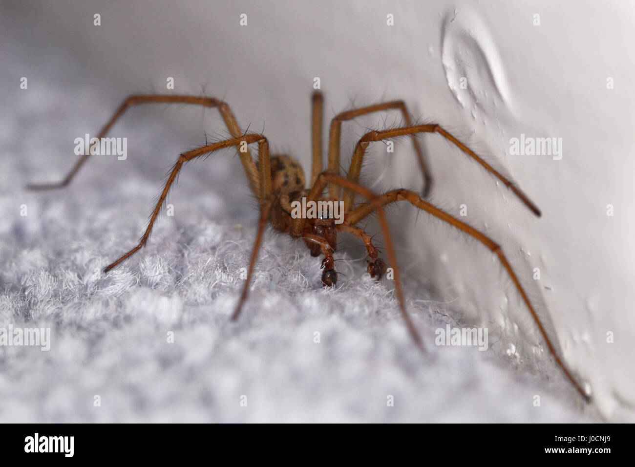 A spider by the skirting board in my home Stock Photo - Alamy