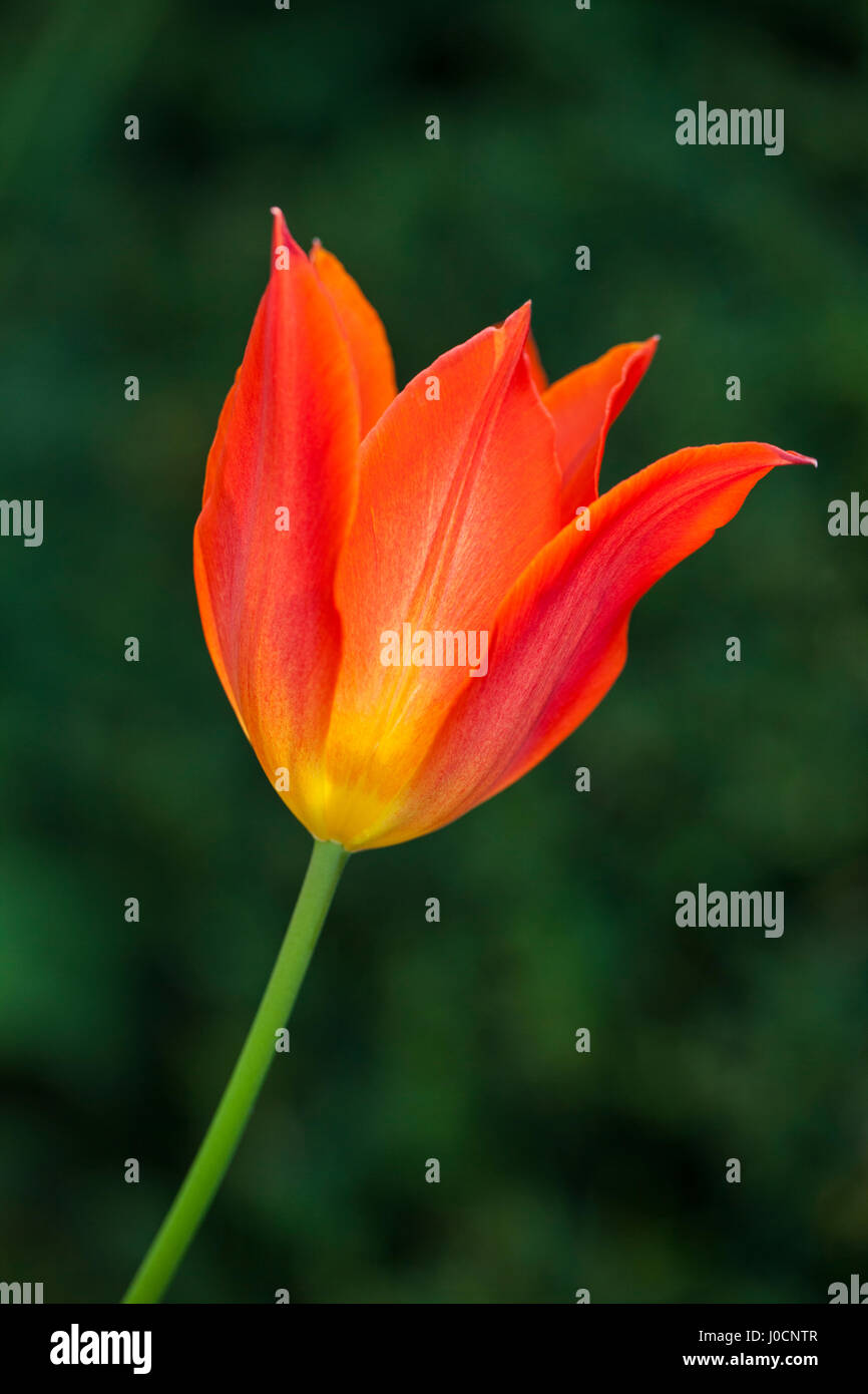 Tulipa Ballerina High Resolution Stock Photography and Images - Alamy