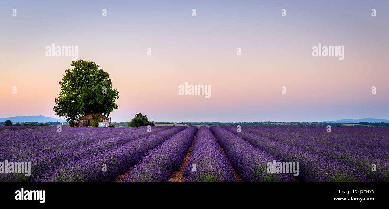 lonely house in the lavender field Stock Photo