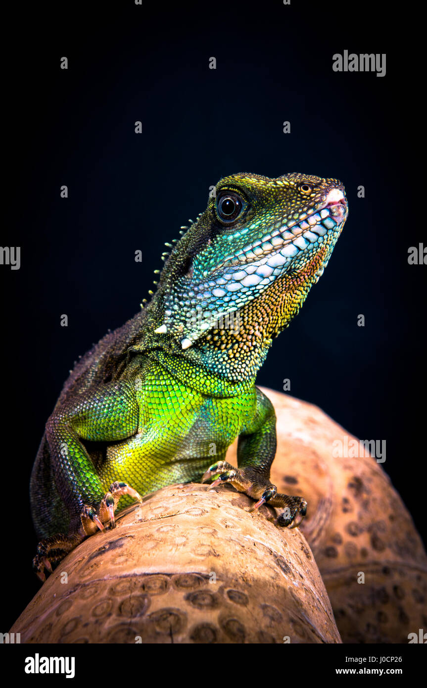Dragon Reptile Lizard Stock Photo