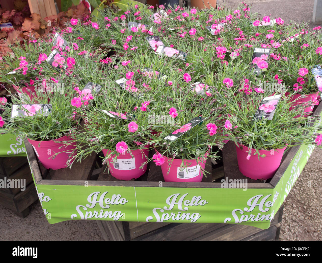 'Hello Spring' a  Garden Centre promotion of plants for sale for Spring planting here  Dianthus caryophyllus 'Twinkle' Stock Photo