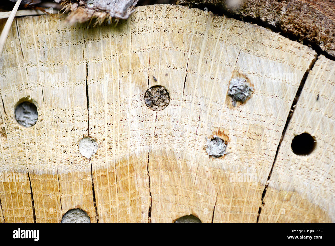 Insect shelter for wild solitary bees and wasps Stock Photo - Alamy