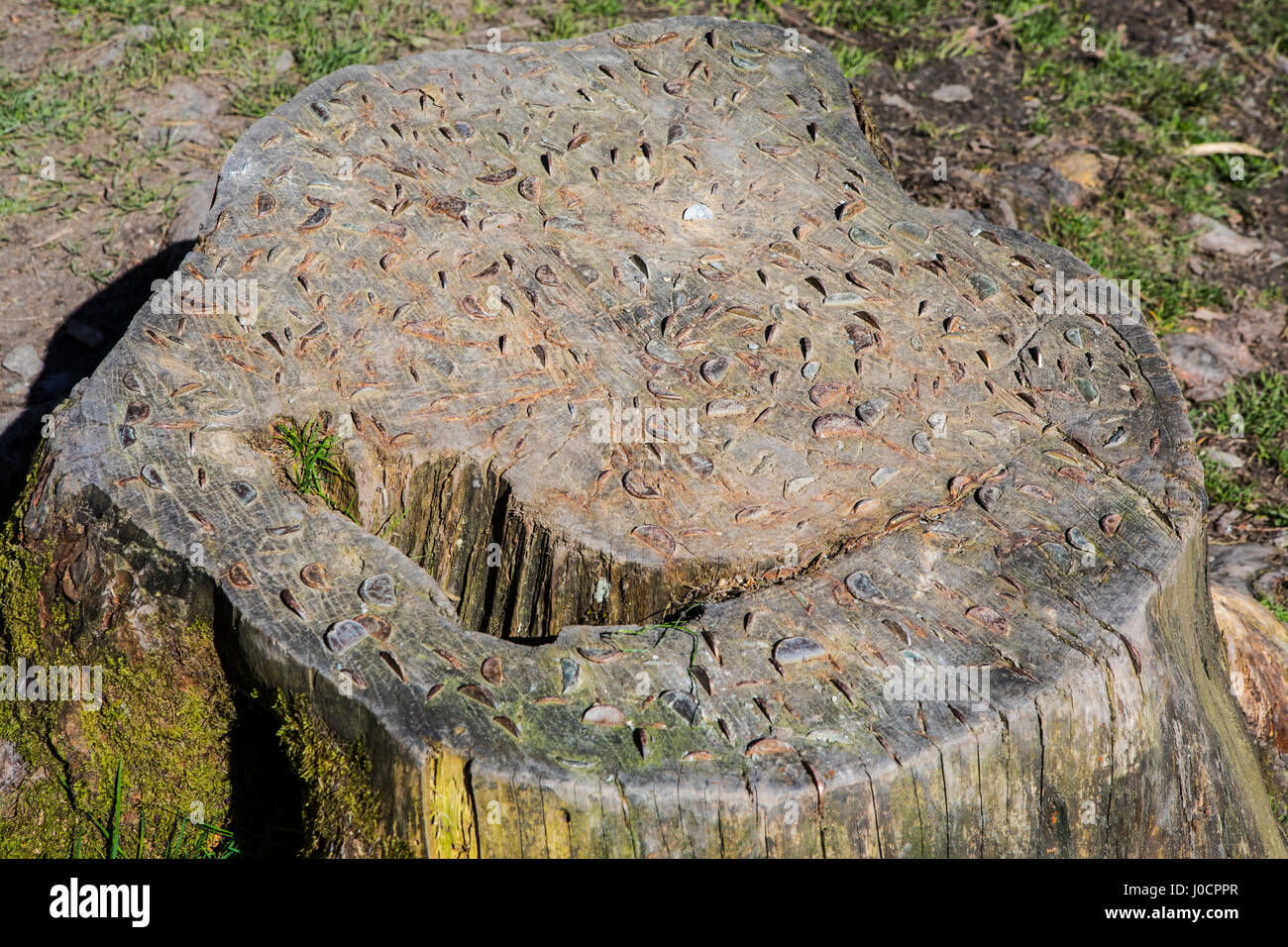 A tree stump with coins embedded into it, in the Lake District in