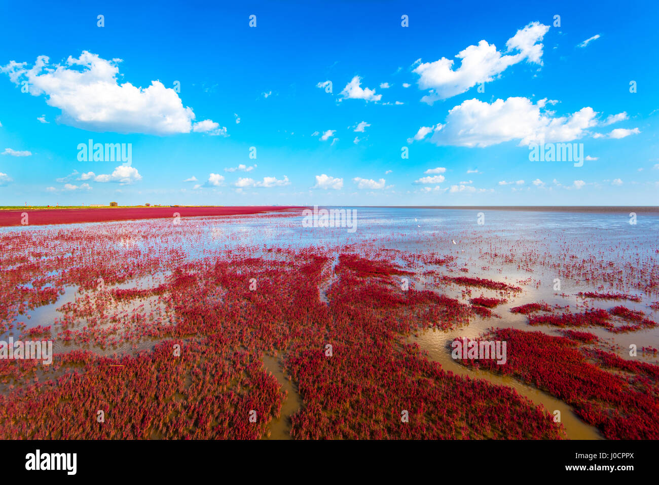 The Red Beach, located in the Liaohe Delta some 30km south west of Panjin, Liaoning, China. The beach is a marshy area of huge importance to birdlife Stock Photo
