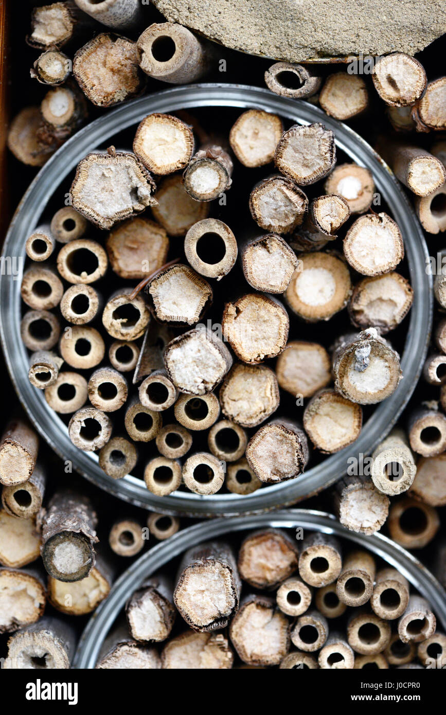 Insect shelter for wild solitary bees and wasps Stock Photo - Alamy