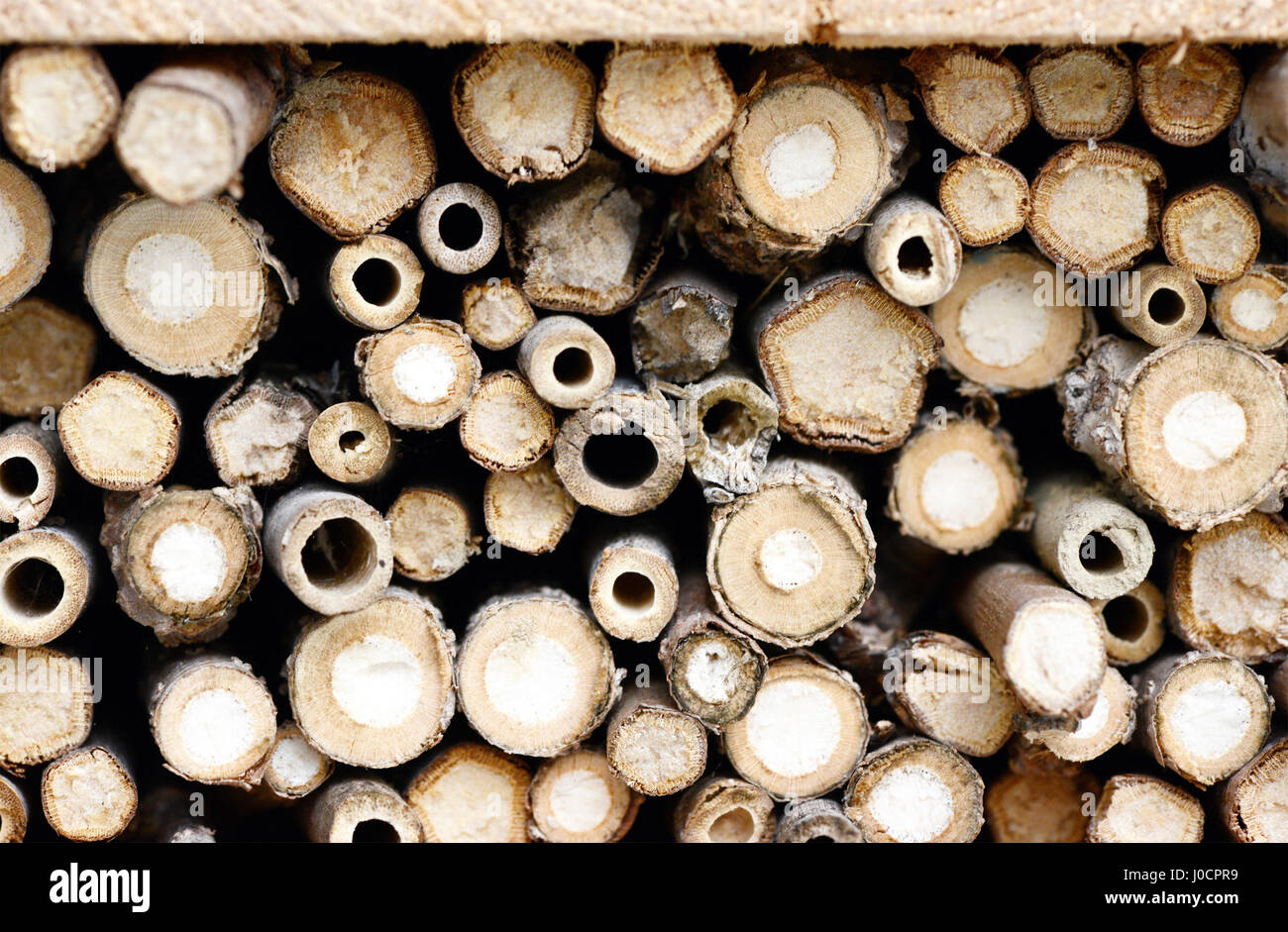 Insect shelter for wild solitary bees and wasps Stock Photo - Alamy