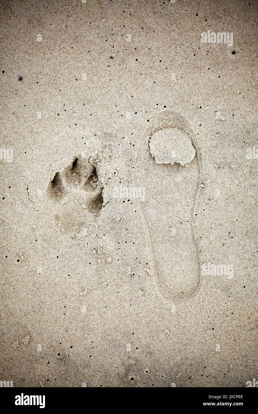 Signle human and animal imprint on sand. Stock Photo