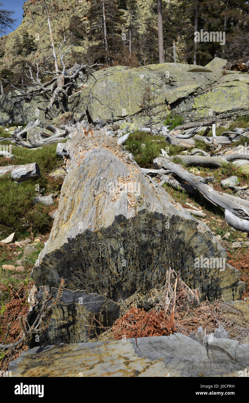 The large trunk is crumbling on the mountain slope. Pine tree secretes resins on the cut section. Many woody plants produce pitch. Stock Photo