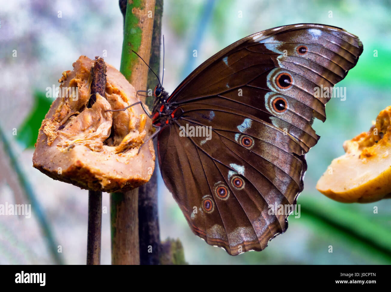 Blue morpho butterfly with its wings closed near Iquitos, Peru Stock