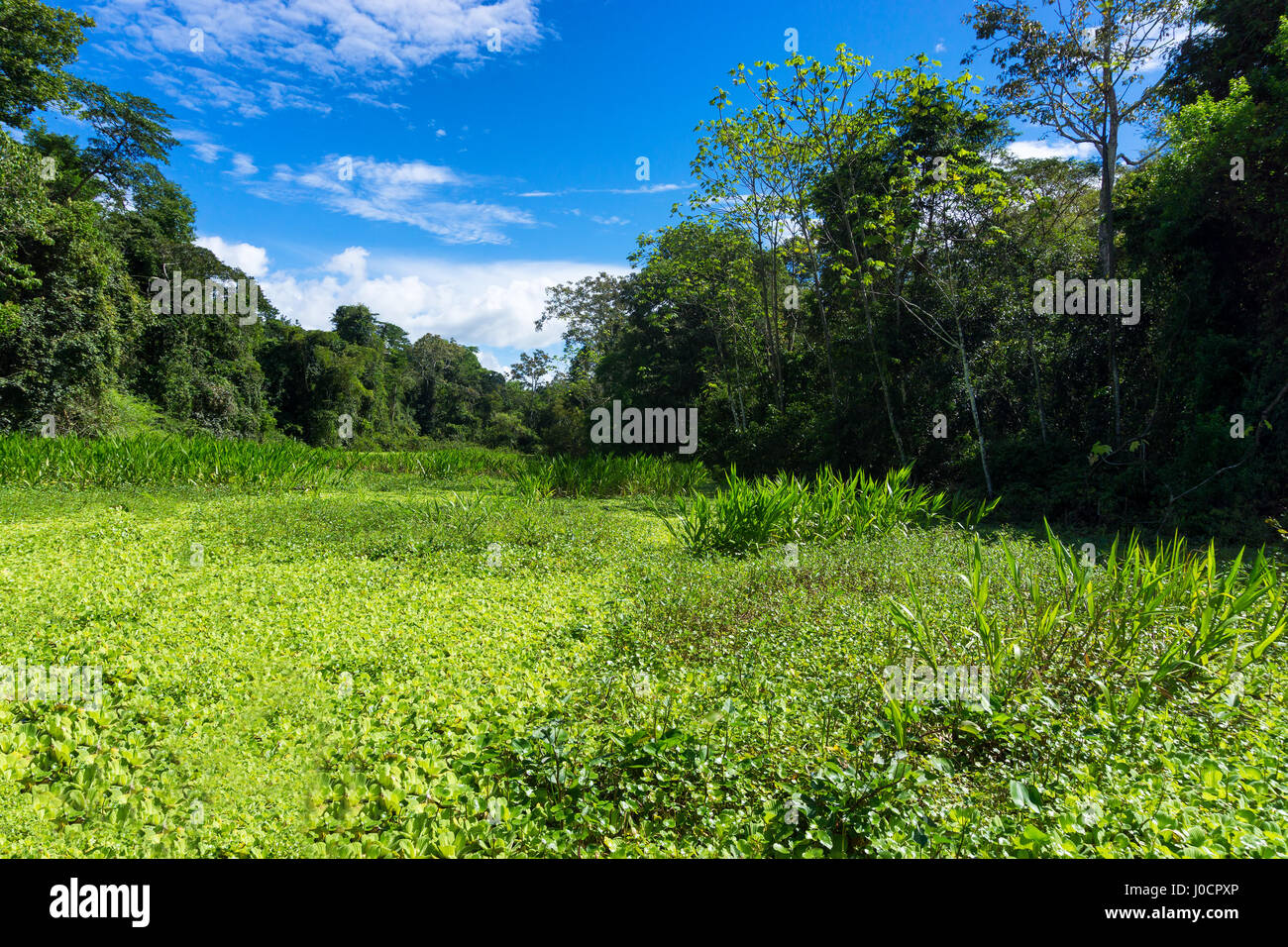 Aquatic plants covering a river in the Amazon Rain Forest near Iquitos ...