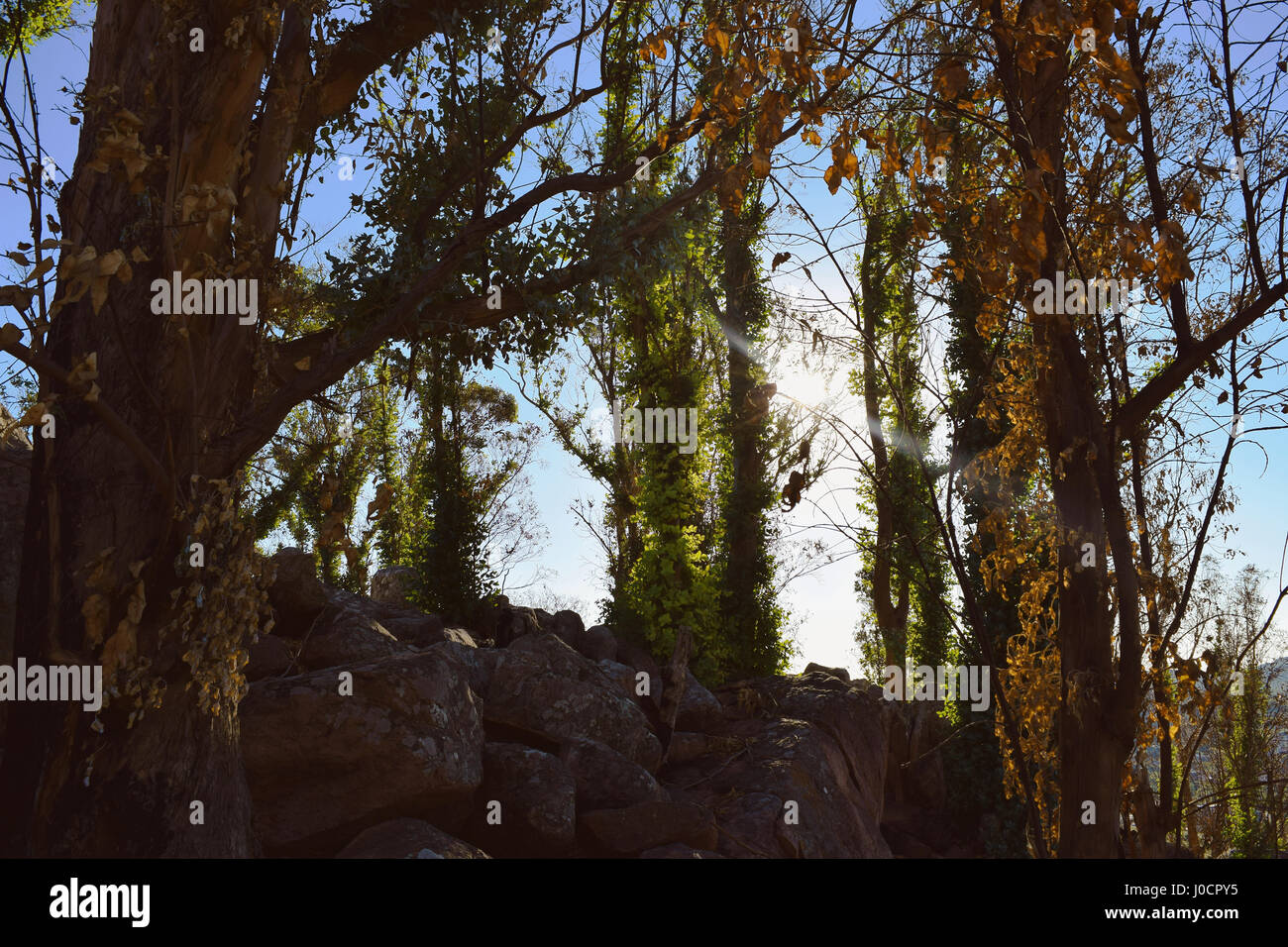 Sunny forest wallpaper sun rays hi-res stock photography and images - Alamy