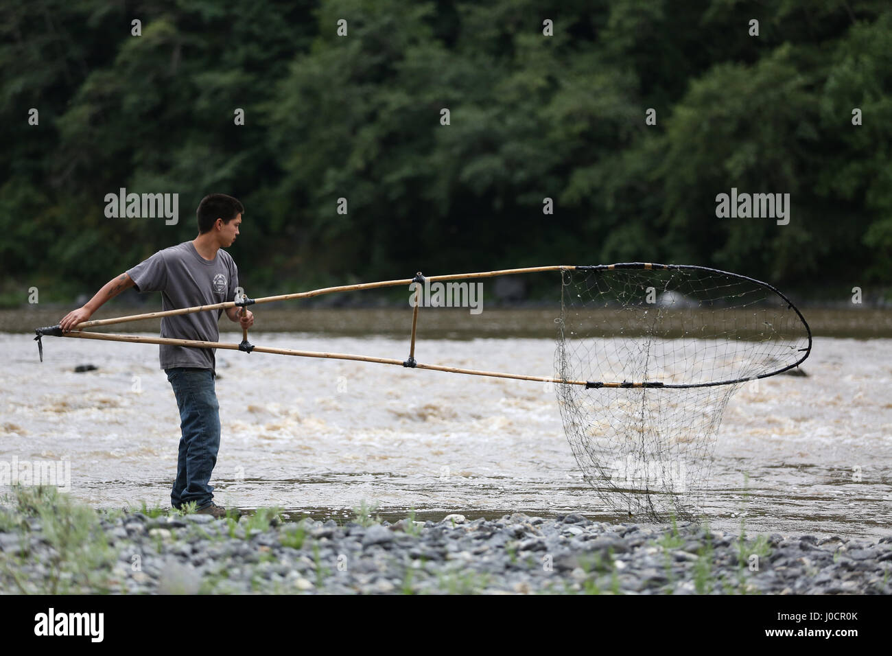 A member of the Yurok Indian Tribe uses a dip net to fish for salmon on the  Klamath River on July 11, 2015. Yurok Indian Reservation, California, Unit  Stock Photo - Alamy