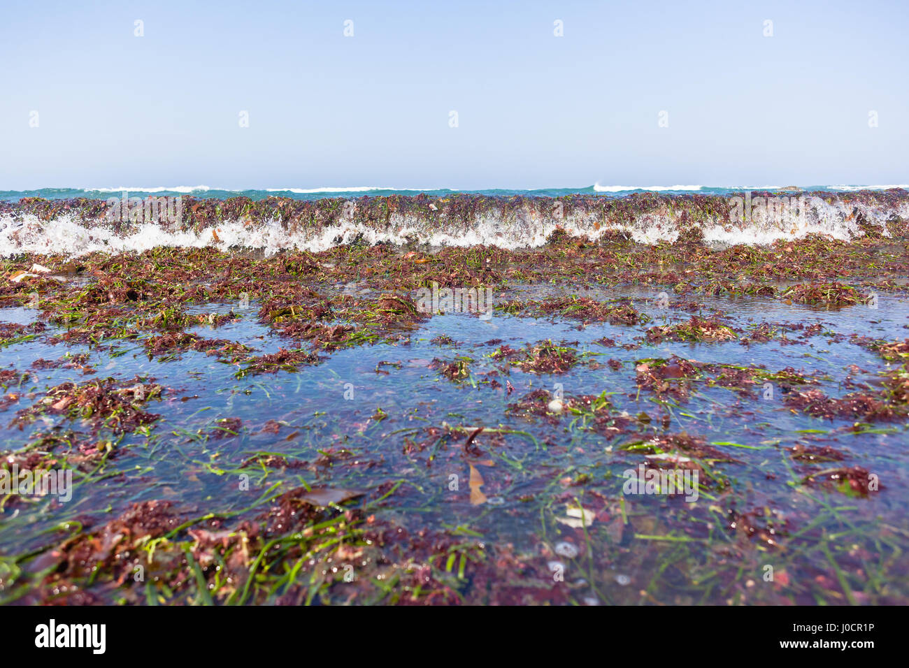 Beach Shoreline covered   with marine seaweed plants stripped off reefs from ocean waves natures power. Stock Photo