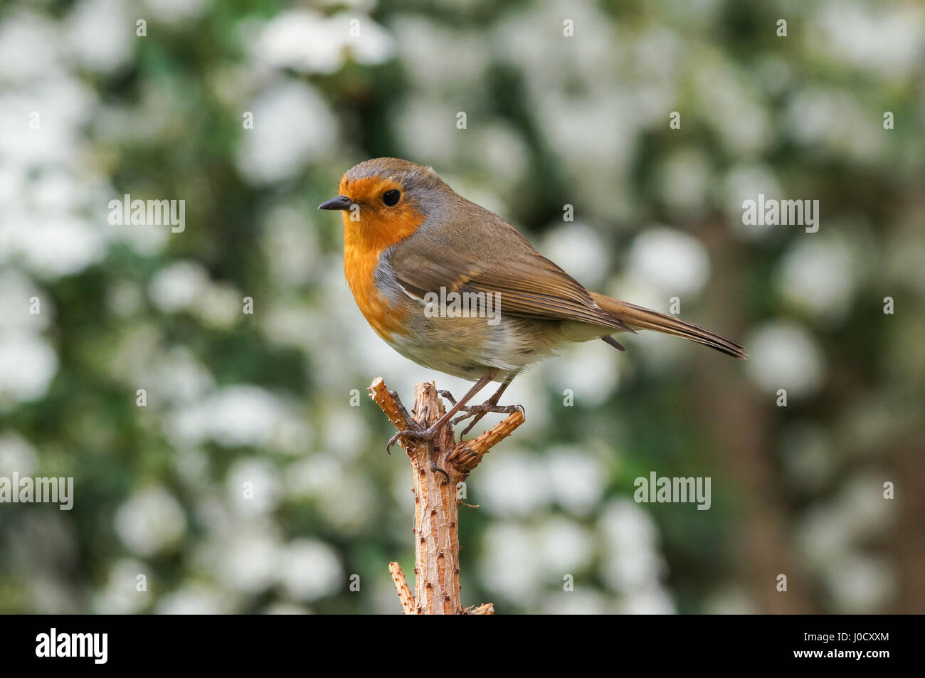 Robins In England Garden birds in britain hi-res stock photography and images - Alamy