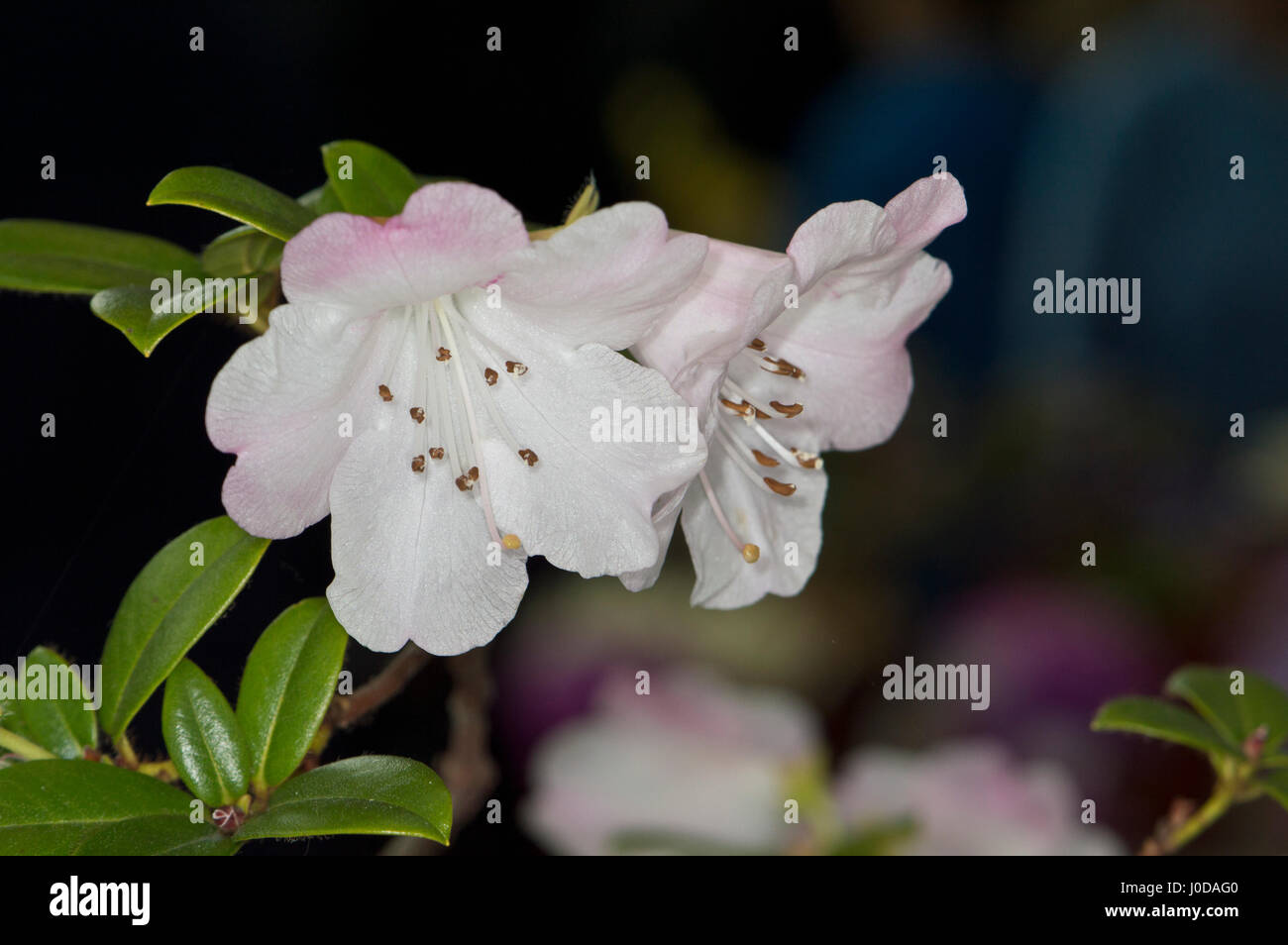 Rhododendron cilpinense Stock Photo