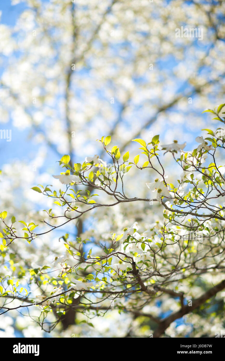 Flowering Dogwood tree branch on a sunny spring day in North Carolina. Stock Photo