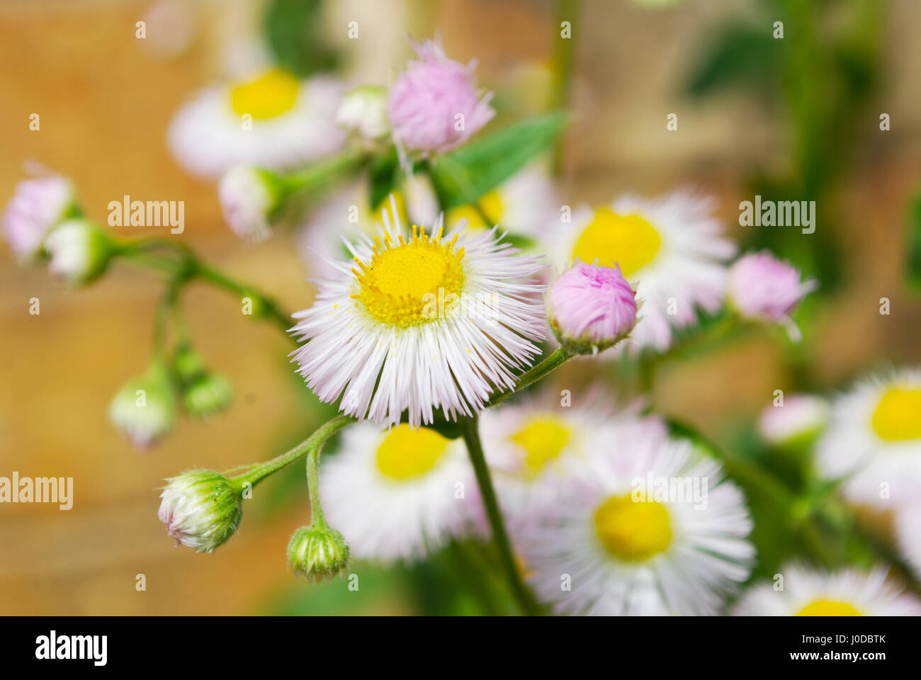 Lesser Daisy Fleabane Flowers and Buds Stock Photo