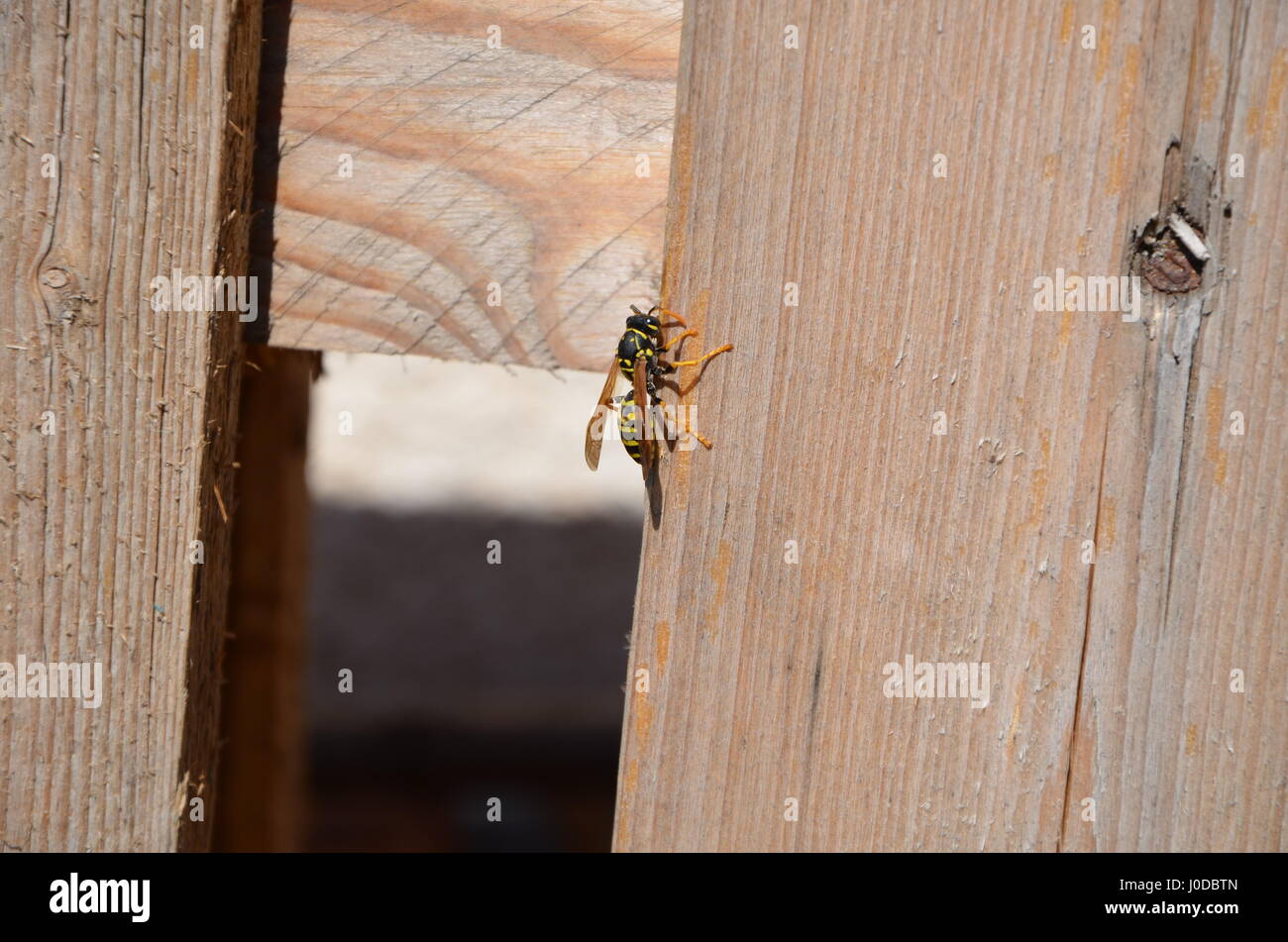 A wasp caught my attention on a wooden pallet in spring sunny day. Stock Photo