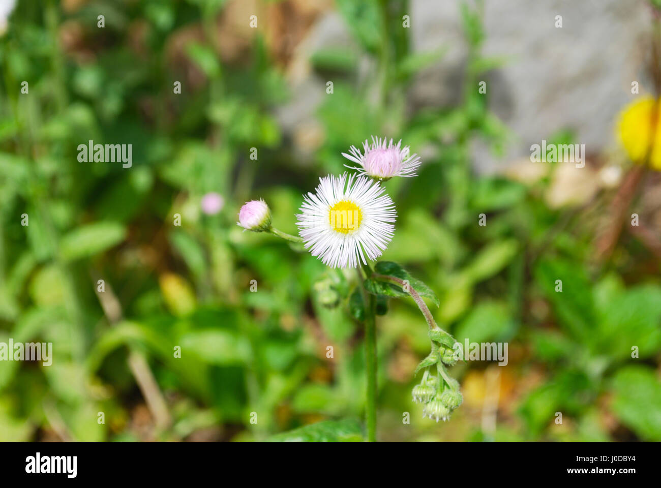 Lesser Daisy Fleabane Flower Stock Photo