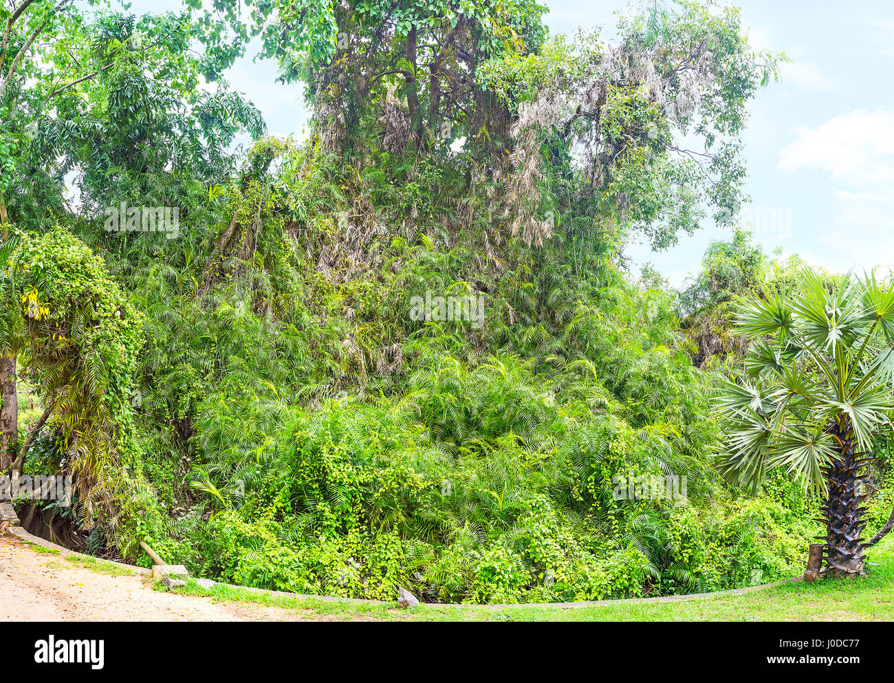 The tree at the bank of pond is covered with liana vines, Deepa Garden, Polonnaruwa, Sri Lanka. Stock Photo