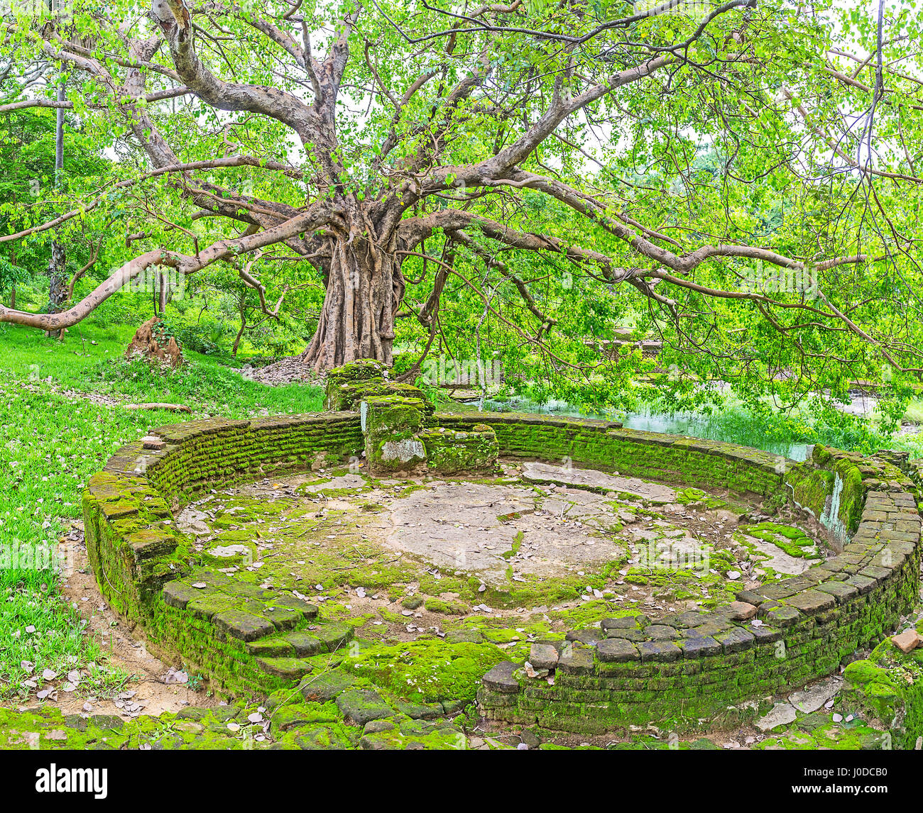 The ruins of the ancient water tank at the old spreading tree in Deepa Garden, Polonnaruwa, Sri Lanka. Stock Photo