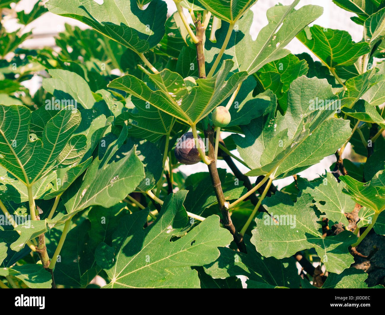 Fig Tree Ripe Ripe figs on the tree. Montenegrin fig trees Stock Photo - Alamy