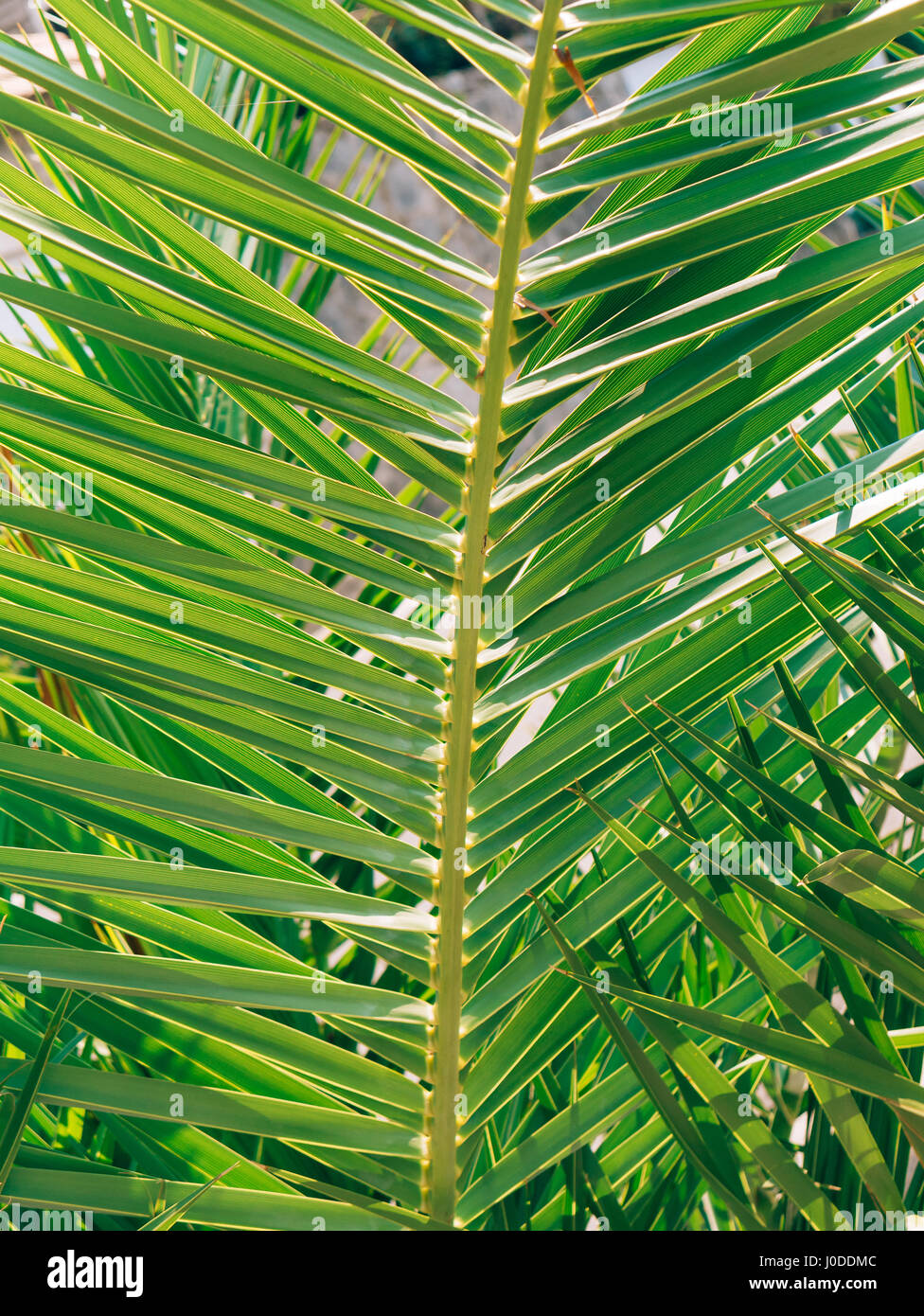 A branch of a palm tree close-up Stock Photo - Alamy