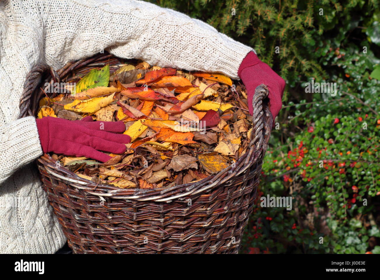 Female gardener carries ornamental cherry tree leaves (prunus) gathered from  English garden lawn in a basket with the intention of making leaf mulch Stock Photo