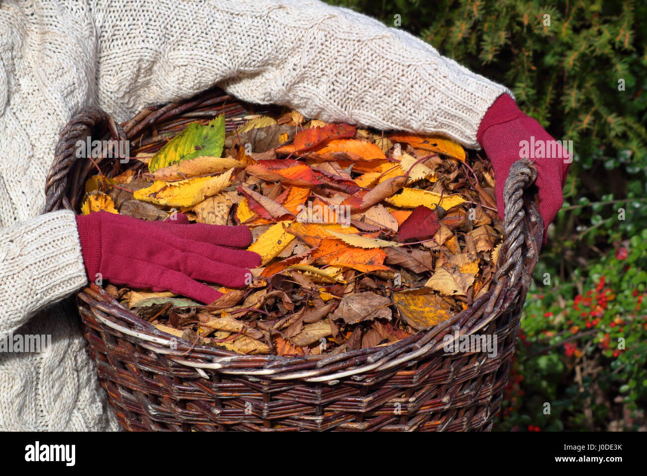 A female gardener carries ornamental cherry tree leaves (prunus) gathered from an English garden lawn in a basket - autumn gardening task Stock Photo