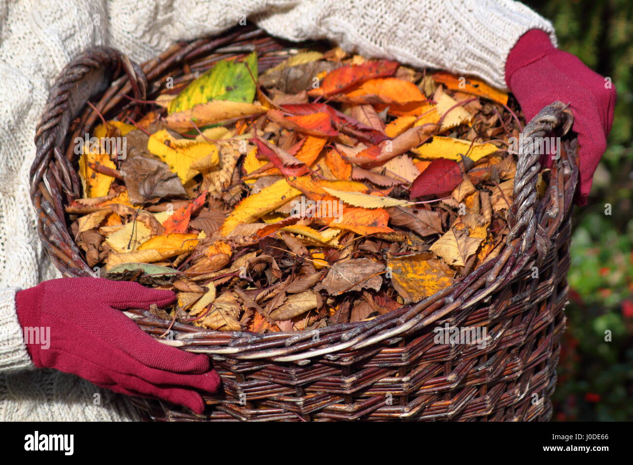 A female gardener carries ornamental cherry tree leaves (prunus) gathered from an English garden lawn in a basket - autumn gardening task Stock Photo