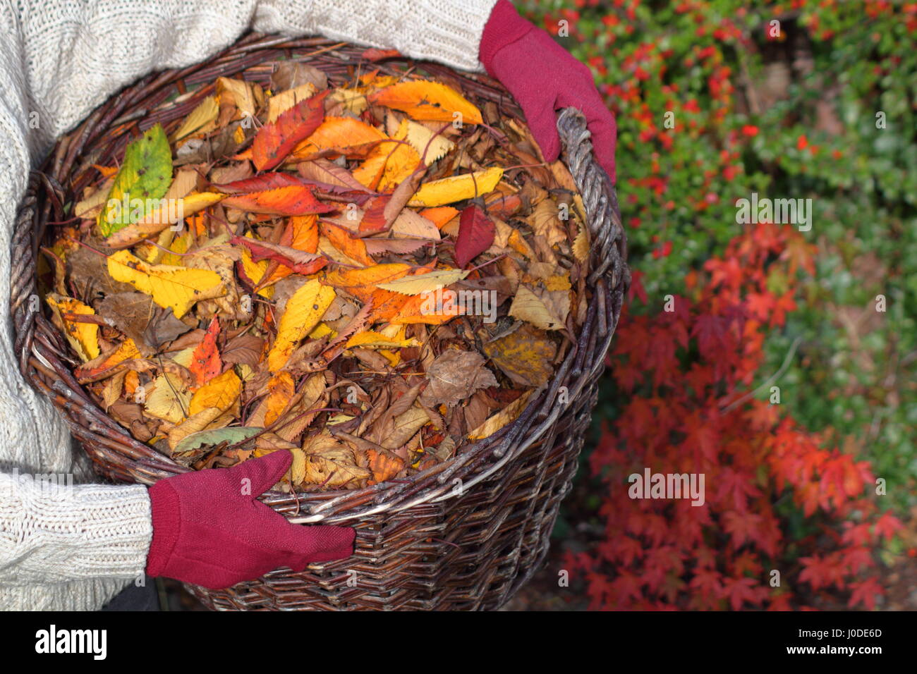 Female gardener carries ornamental cherry tree leaves (prunus) gathered from  English garden lawn in a basket with the intention of making leaf mulch Stock Photo