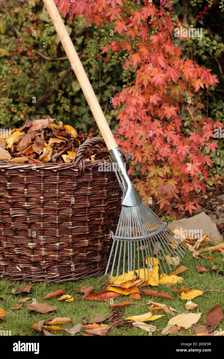 Fallen leaves cleared from a garden lawn into a woven basket on a bright autumn day, UK Stock Photo